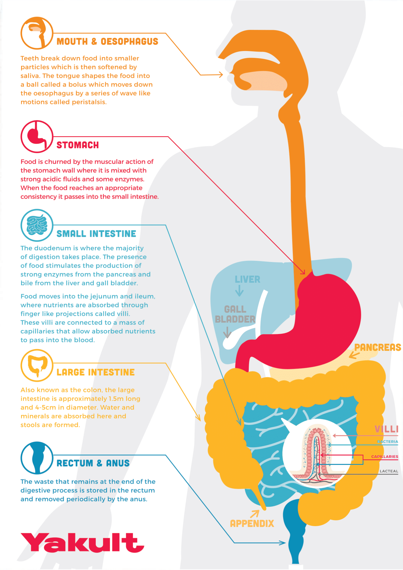 Digestive System Parts List 