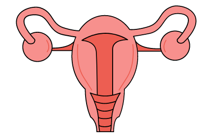 Cartoon depiction of a uterus