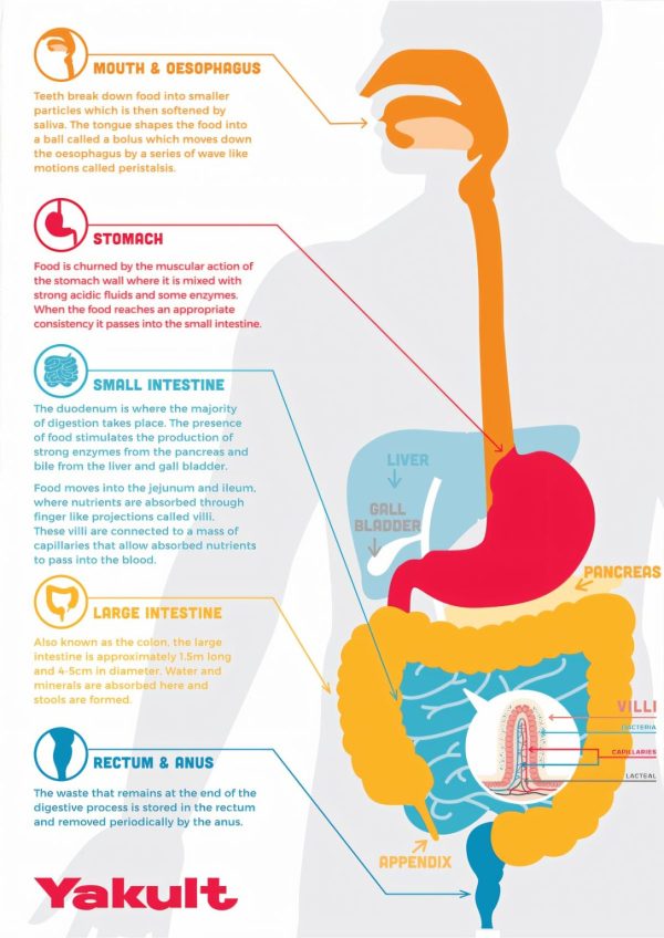 digestive-health__infographic__c-1086x1536